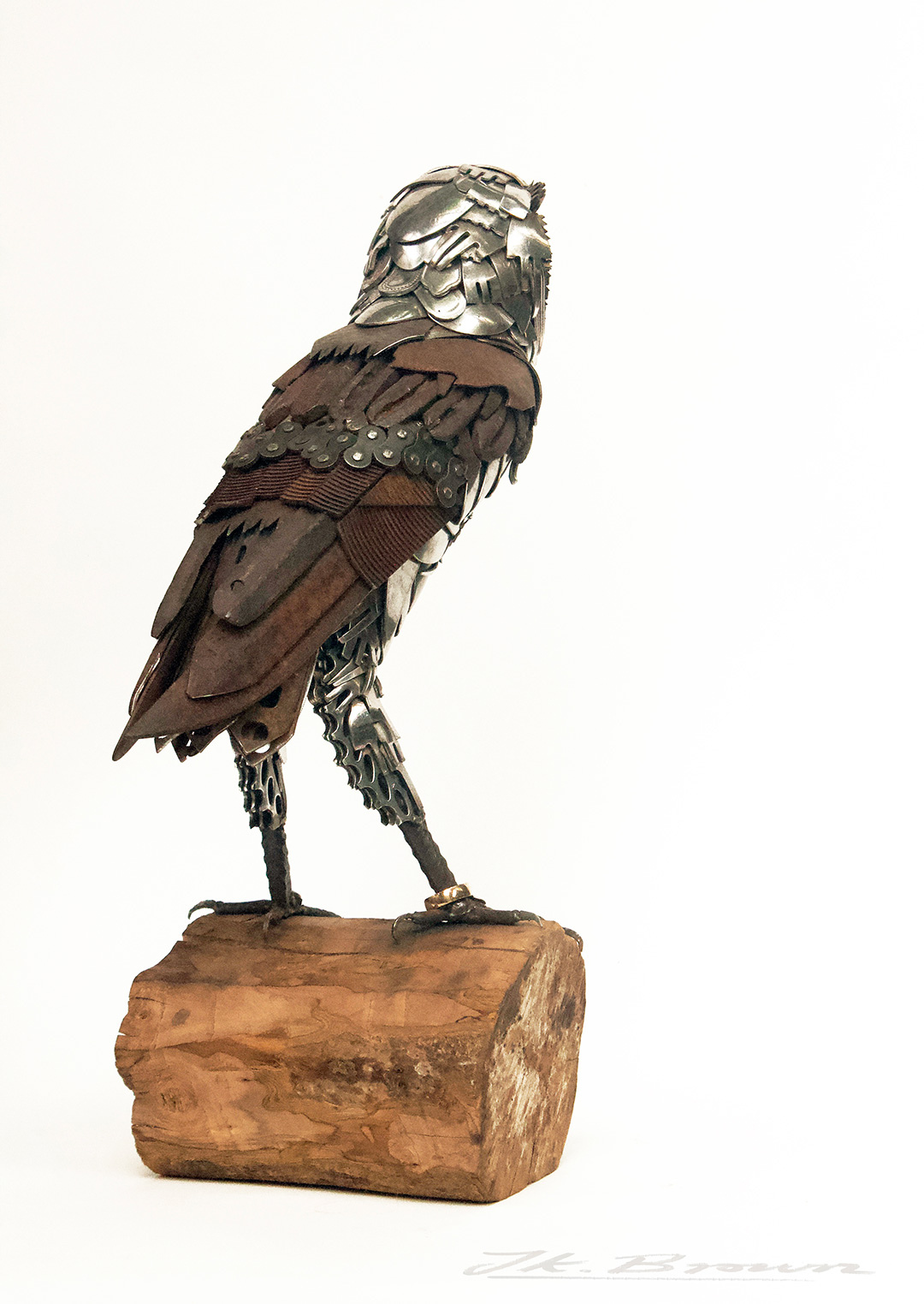 Barn Owl