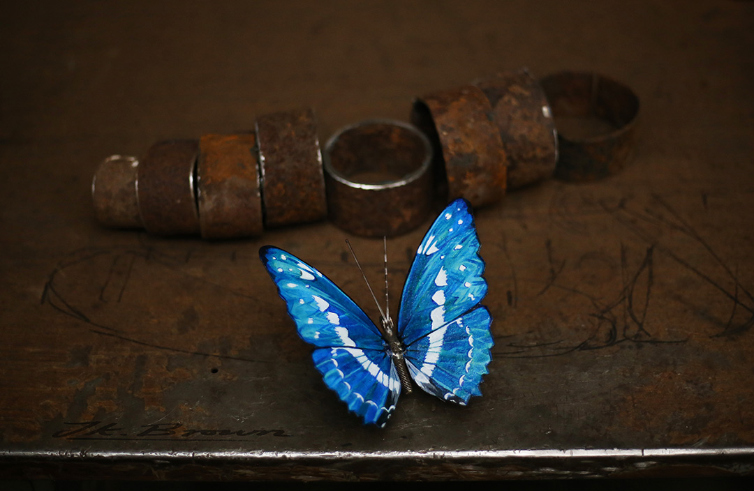 Blue-Morpho-(Morpho-cypris)