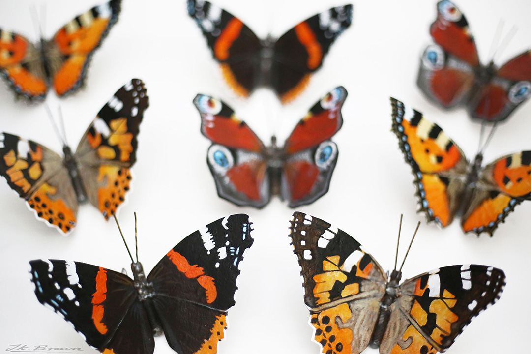 Butterfly cluster
