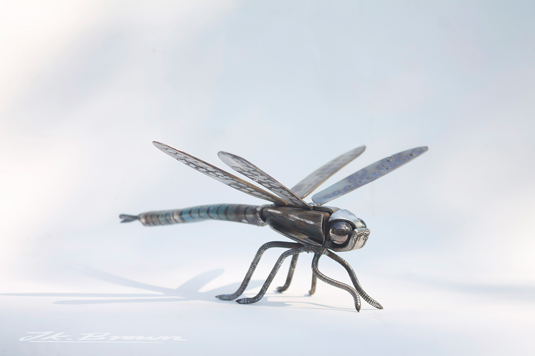 Emperor Dragonfly (Anax imperator)