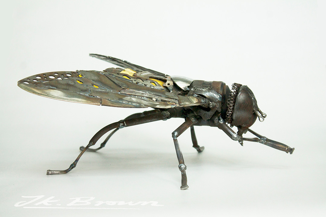 Hoverfly (Syrphus ribesii)