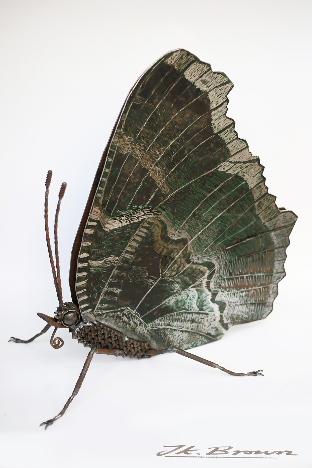 Peacock Butterfly (Aglais io)
