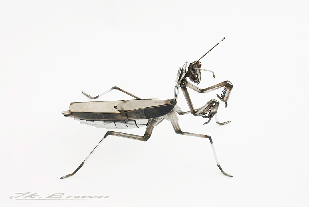 Praying Mantis (Mantis religiosa)
