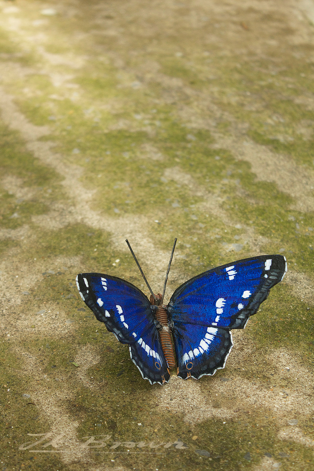Purple Emperor (Apatura iris)