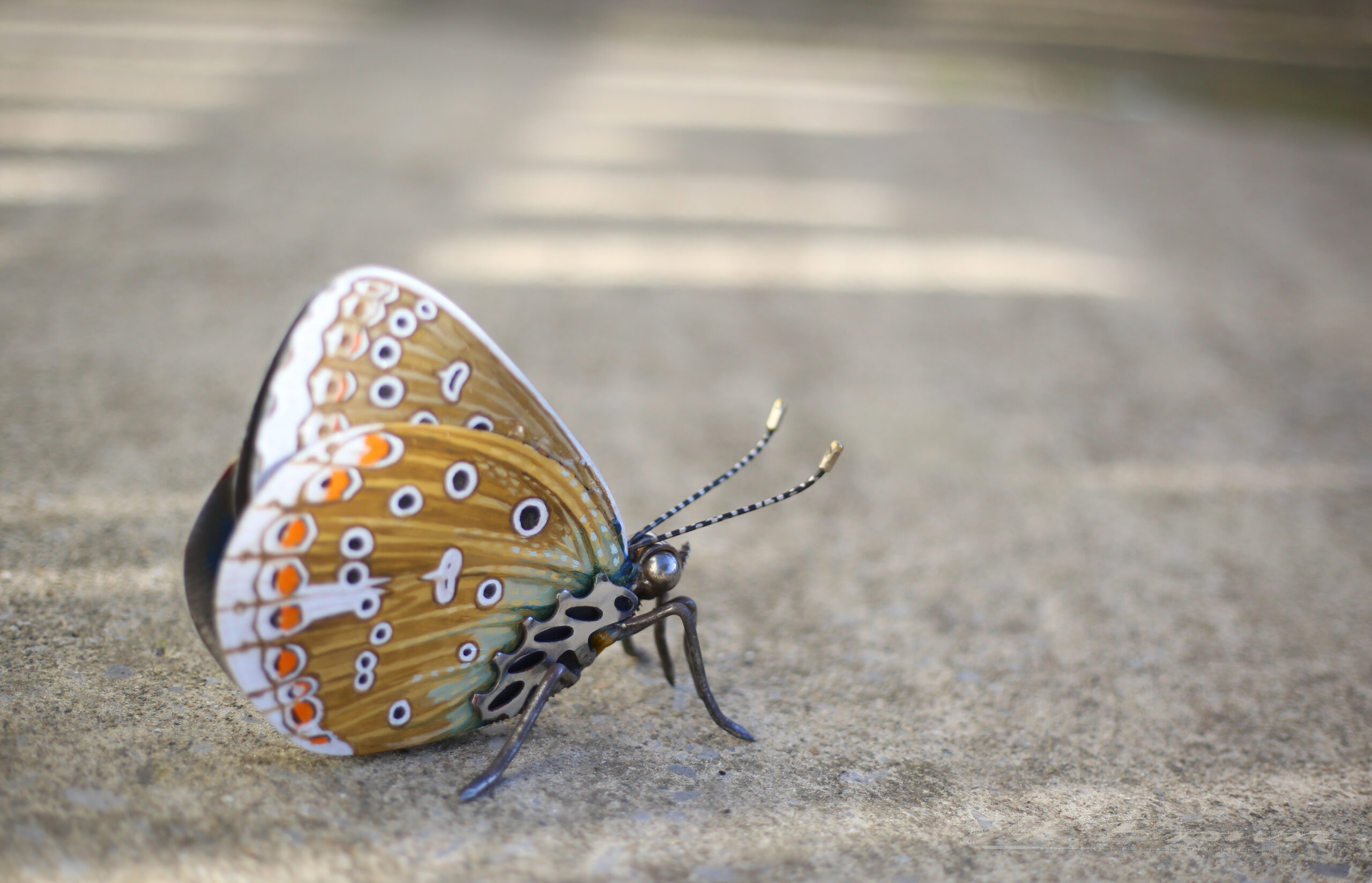 Blue-Morpho-(Morpho-cypris)