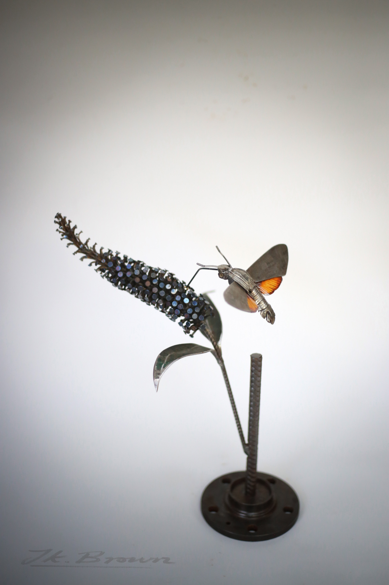 Blue-Morpho-(Morpho-cypris)
