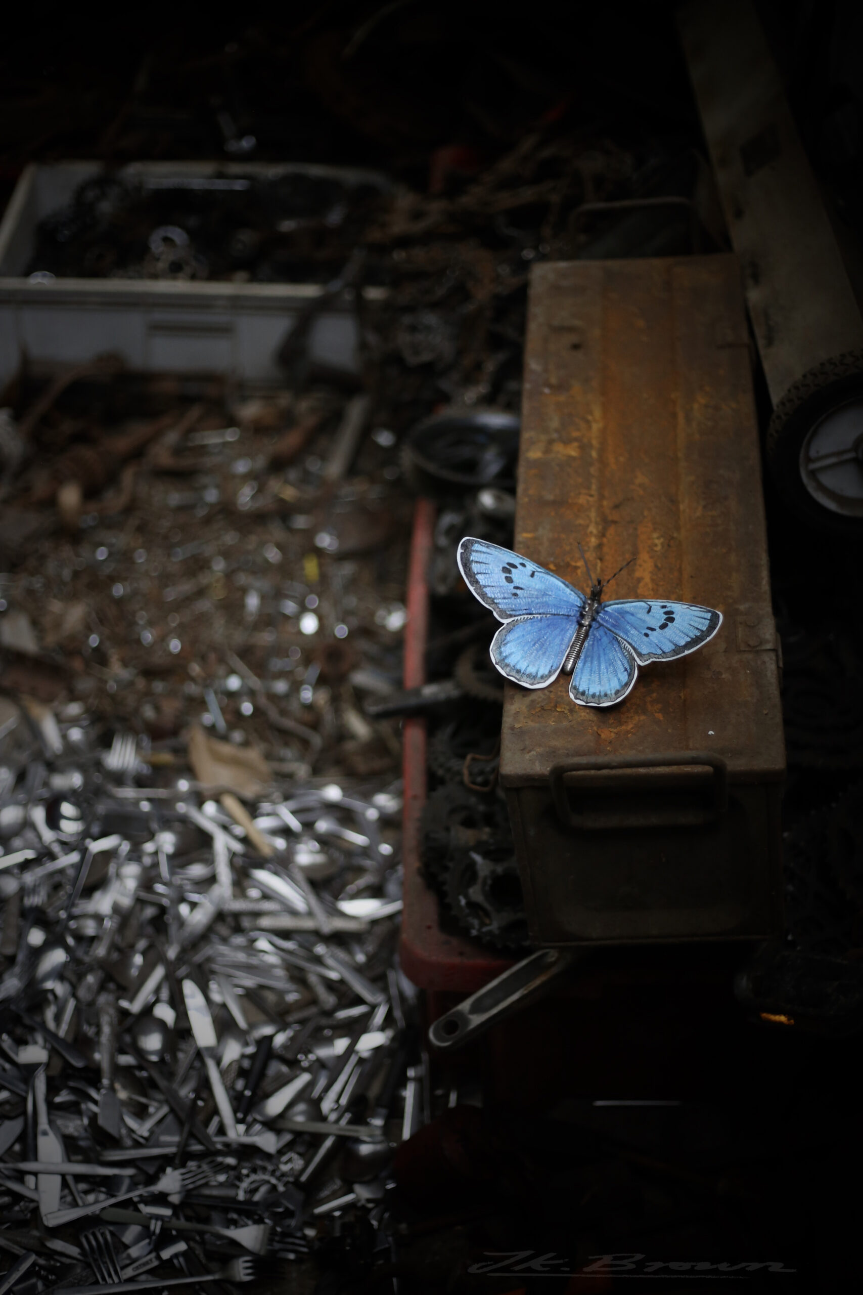 Blue-Morpho-(Morpho-cypris)